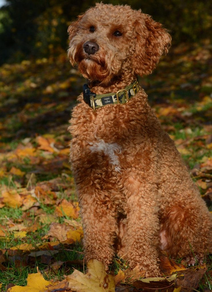 lagotto