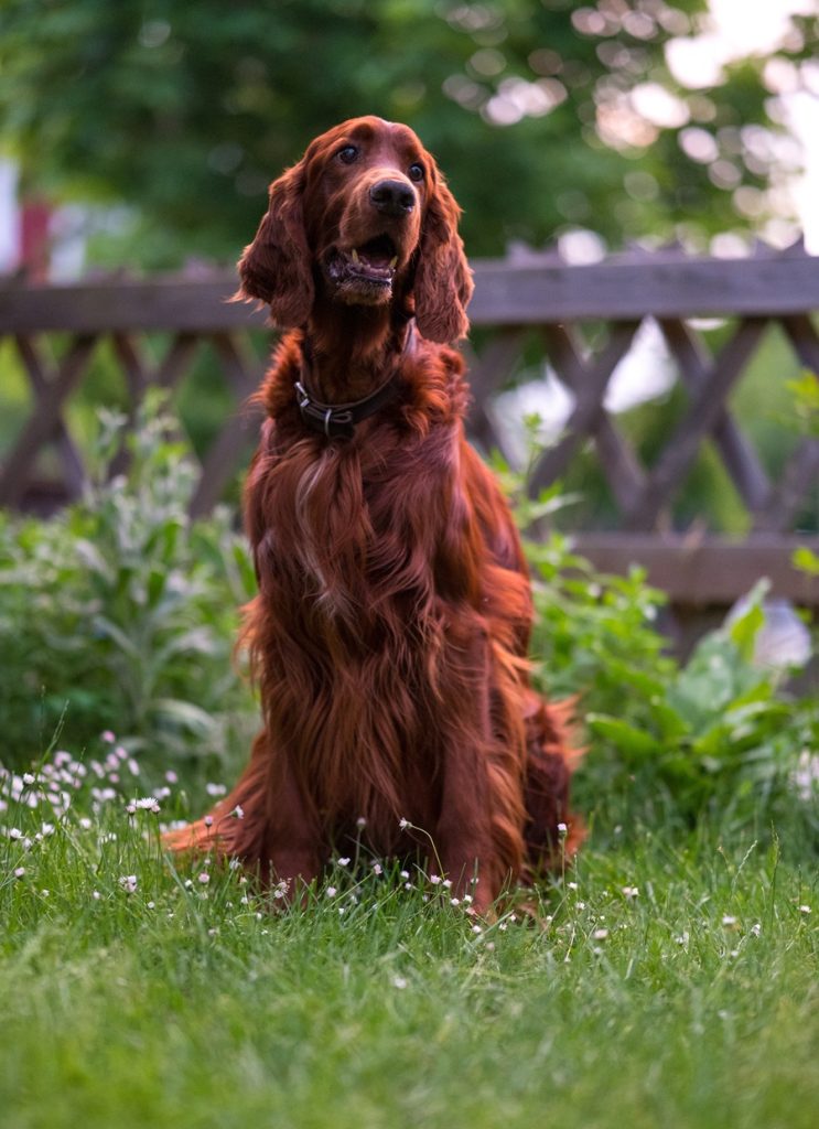 setter