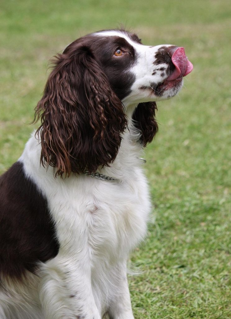 spaniel